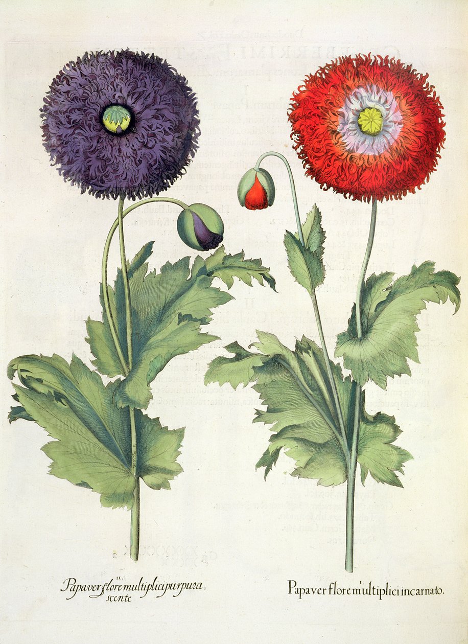 Maki: 1. Mak w wielu wcieleniach kwiatowych; 2.Kwiat paparu z Hortus Eystettensis autorstwa Basila Beslera (1561-1629), wyd. 1613 autorstwa German School