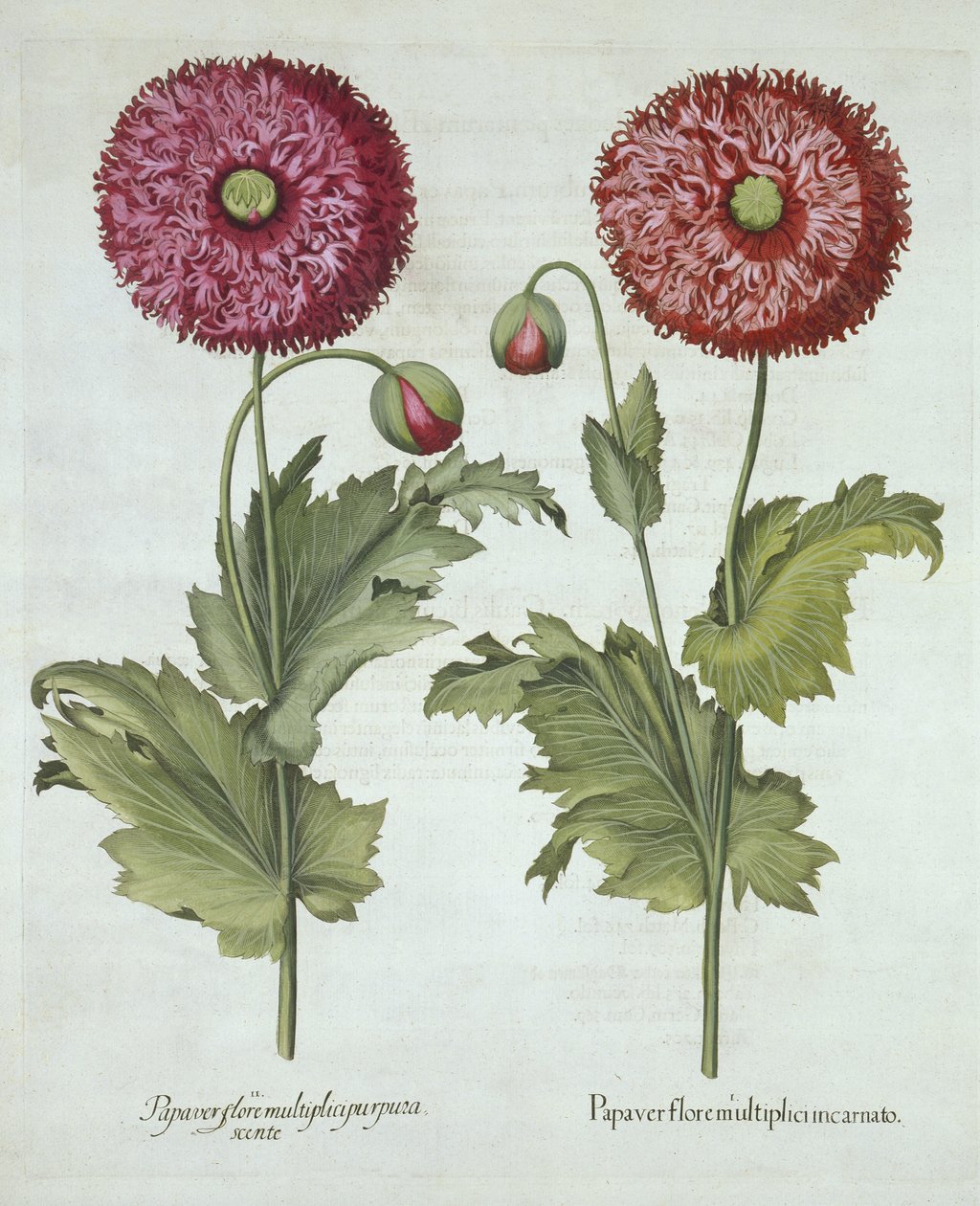 Maki, z Hortus Eystettensis, Basil Besler (1561-1629) wyd. 1613 autorstwa German School