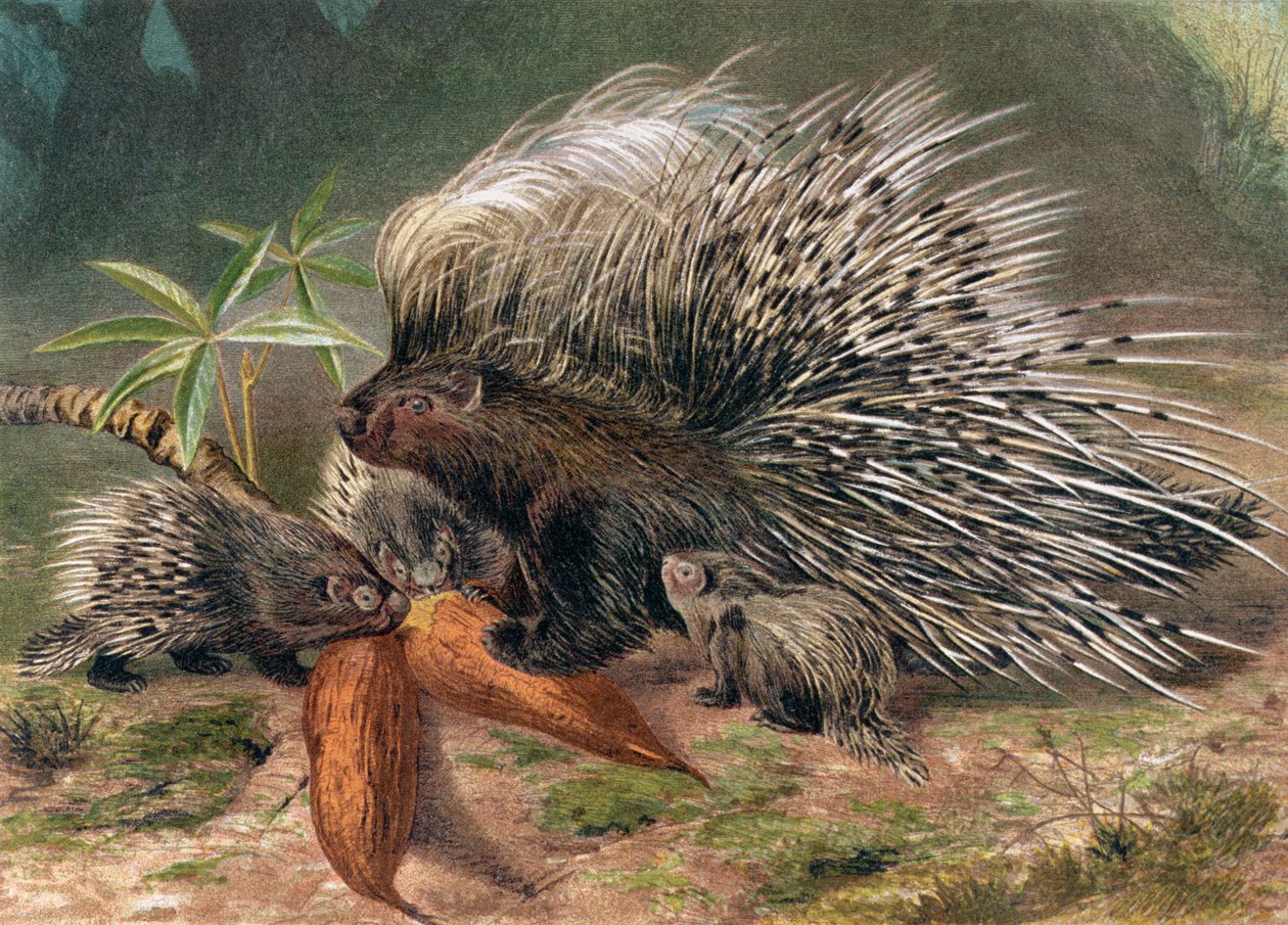 Porcupine, płyta z Brehm