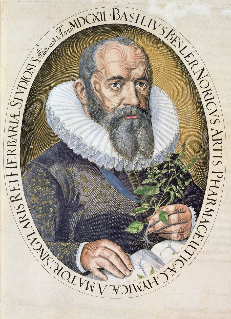 Portret Bazylego Beslera (1561-1629) z 1612 r., z Hortus Eystettensis, wyd. 1613 autorstwa German School