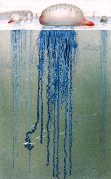 Portugalski człowiek wojenny, tablica z "Brehms Tierleben: Allgemeine Kunde des Tierreichs", vol.10, s.552, wydana przez Bibliographisches Institut autorstwa German School