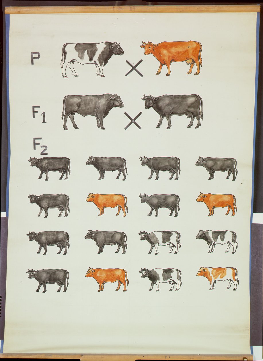 Plakat przedstawiający prawo Mendla w bydle autorstwa German School