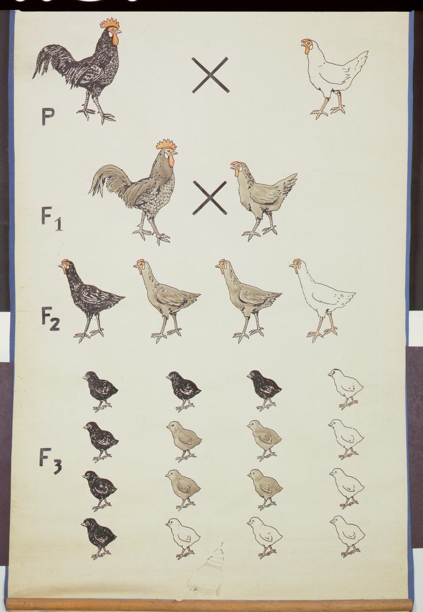 Plakat przedstawiający prawo Mendla u kurczaków autorstwa German School
