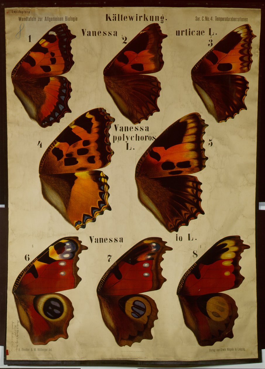 Plakat ilustrujący wpływ temperatury na różne rodzaje motyli autorstwa German School