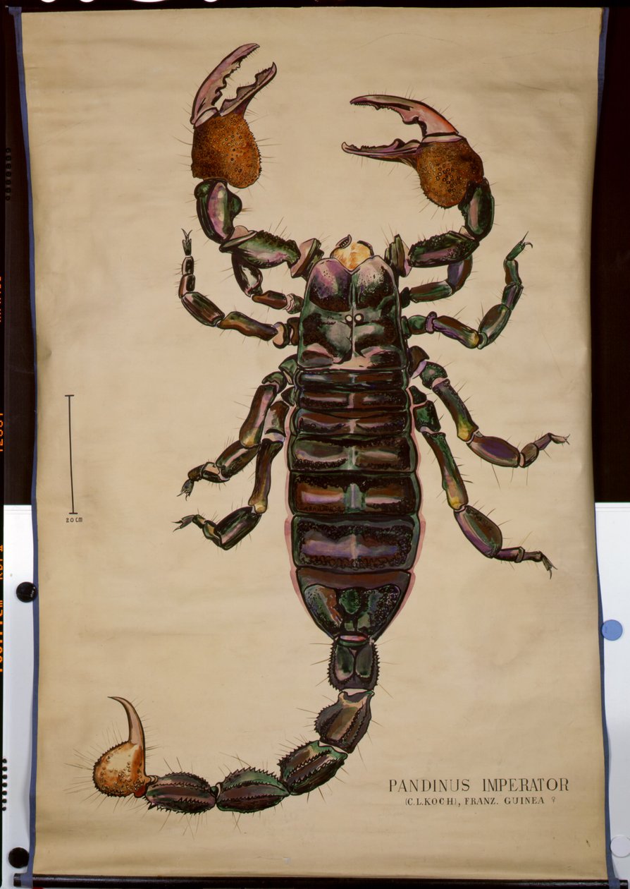 Plakat z Pandinus imperator autorstwa German School