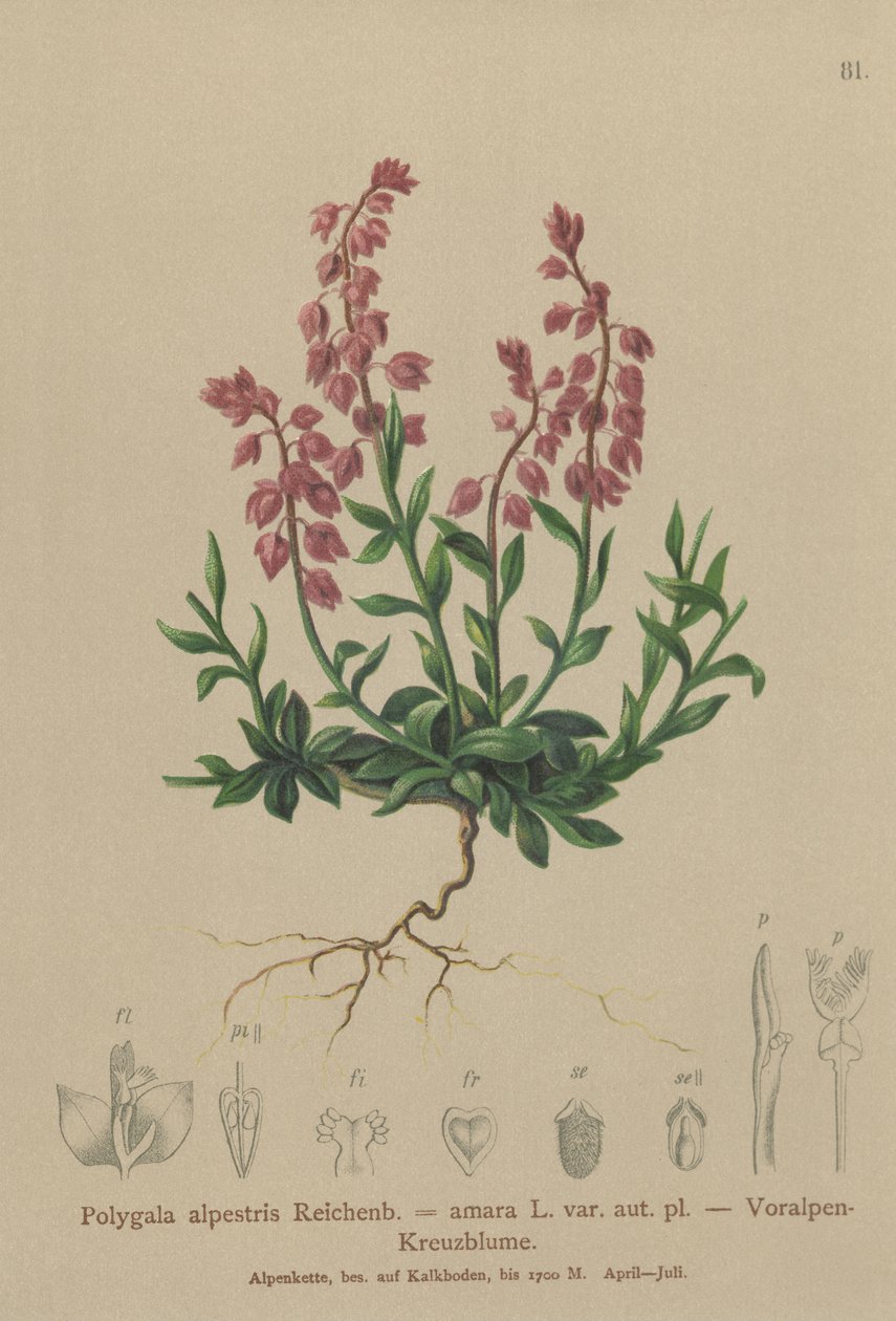 Mleczak przedalpejski (Polygala alpestris, Polygala amara var. aut. pl., Polygala brachyptera) autorstwa German School