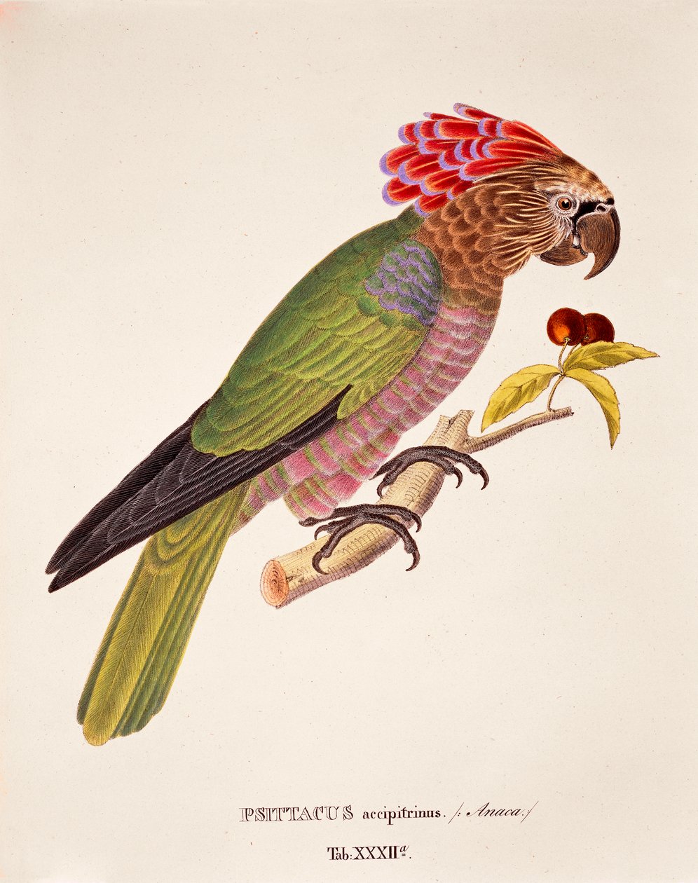 Papuga Jastrząb, tabela XXXII z „Avium Species Nova Per Brasiliam” autorstwa Johanna Baptist Von Spix i Carla Friedricha Von Martiusa autorstwa German School