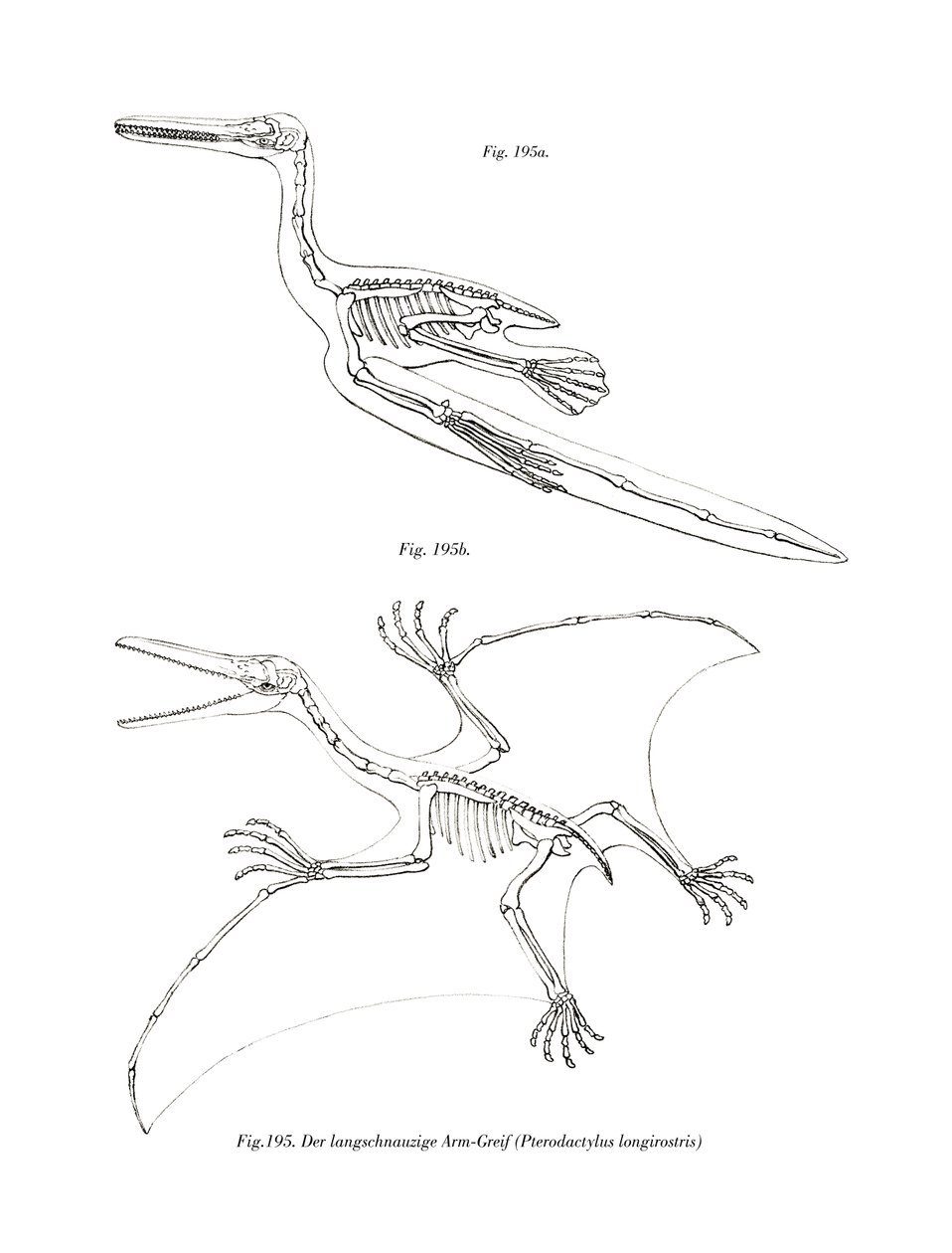 Pterodaktyl (kolor lito) autorstwa German School
