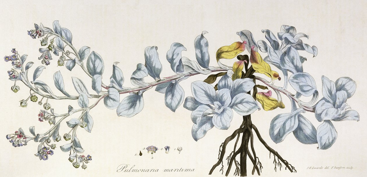 Pulmonaria Maritima, 1785-1788 autorstwa German School