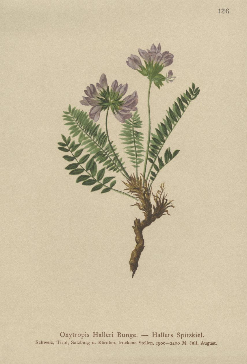 Fioletowy Oxytropis (Oxytropis Halleri) autorstwa German School