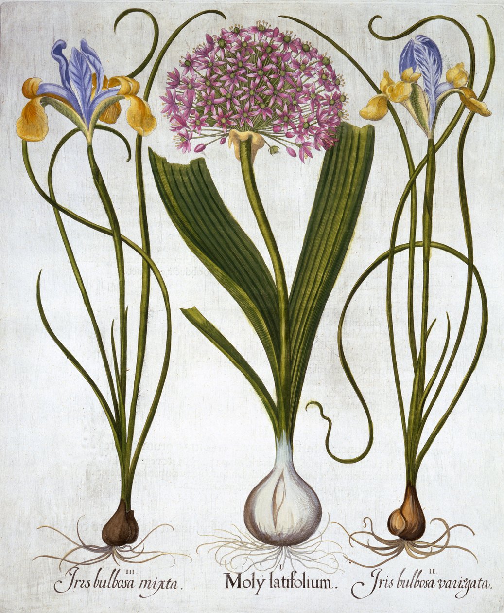 Purple Sensation i hiszpańskie irysy, z Hortus Eystettensis, Basil Besler (1561-1629), wyd. 1613 (grawerowanie ręcznie kolorowane) autorstwa German School
