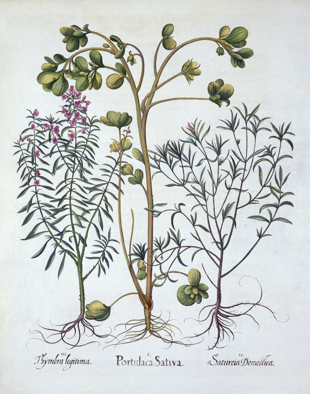 Portulaka, cząber letni i cząber zimowy, z Hortus Eystettensis, Basil Besler (1561-1629), wyd. 1613 (grawerowanie ręcznie kolorowane) autorstwa German School
