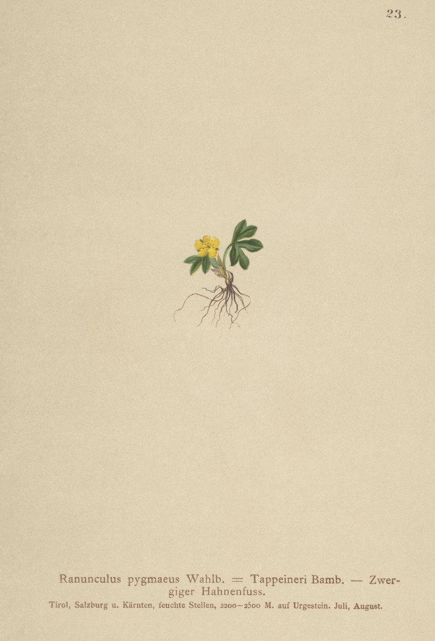 Jaskier karłowaty (Ranunculus pygmaeus, Ranunculus tappeineri, Ranunculus baerianus, Ranunculus pygmaeus var. Langeanu) autorstwa German School