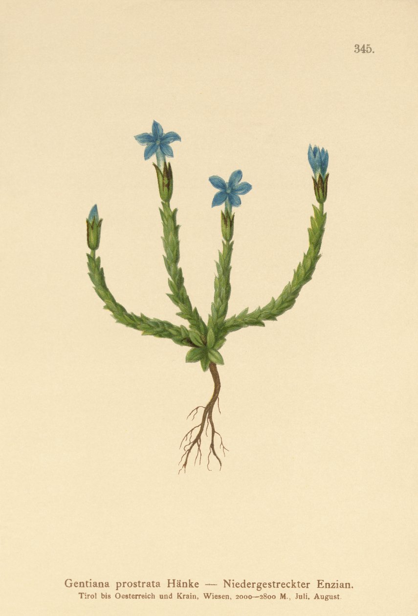 goryczka karłowata (Gentiana prostrata) autorstwa German School