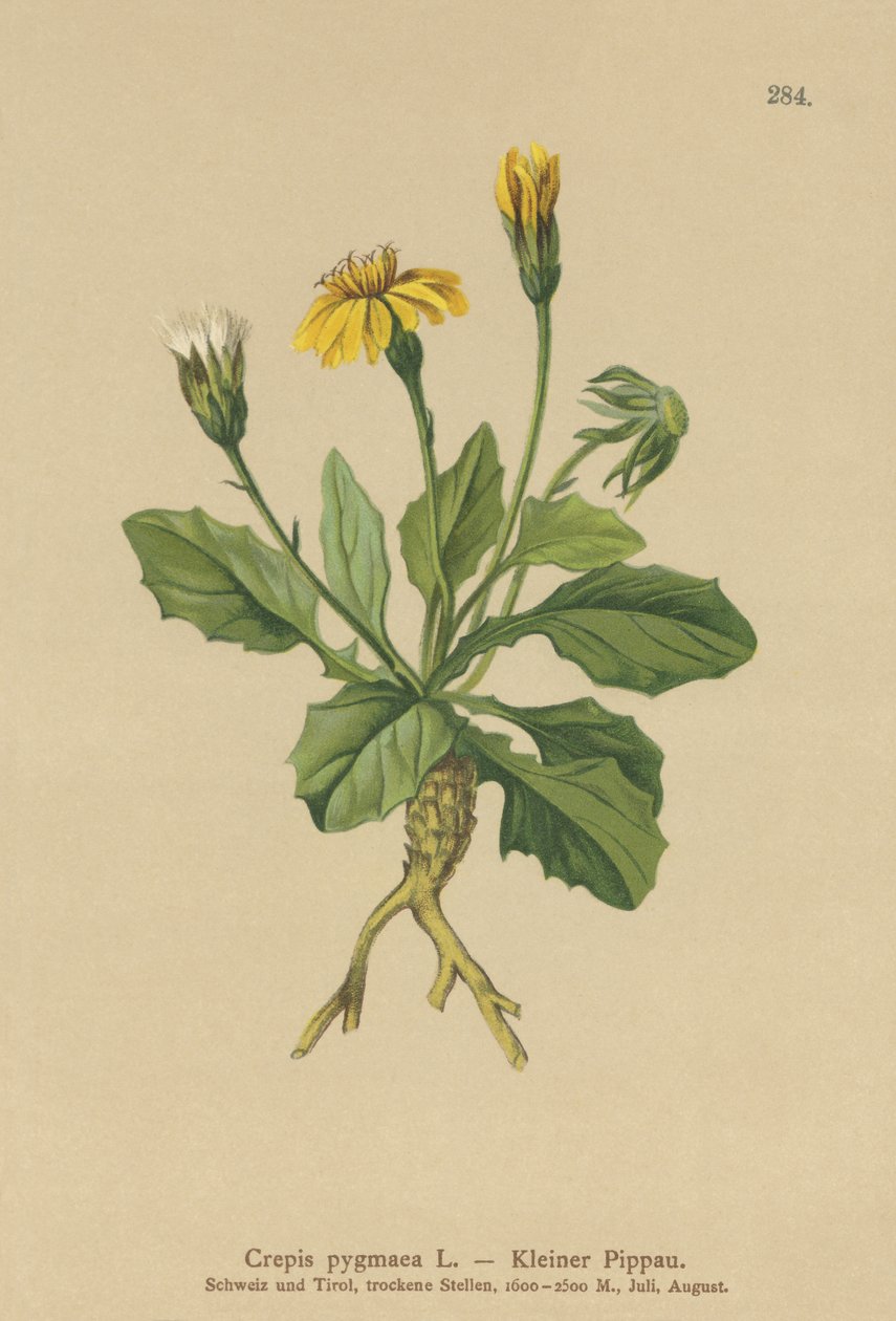 Broda karłowata (Crepis pygmaea, Hieracium pumilum) autorstwa German School