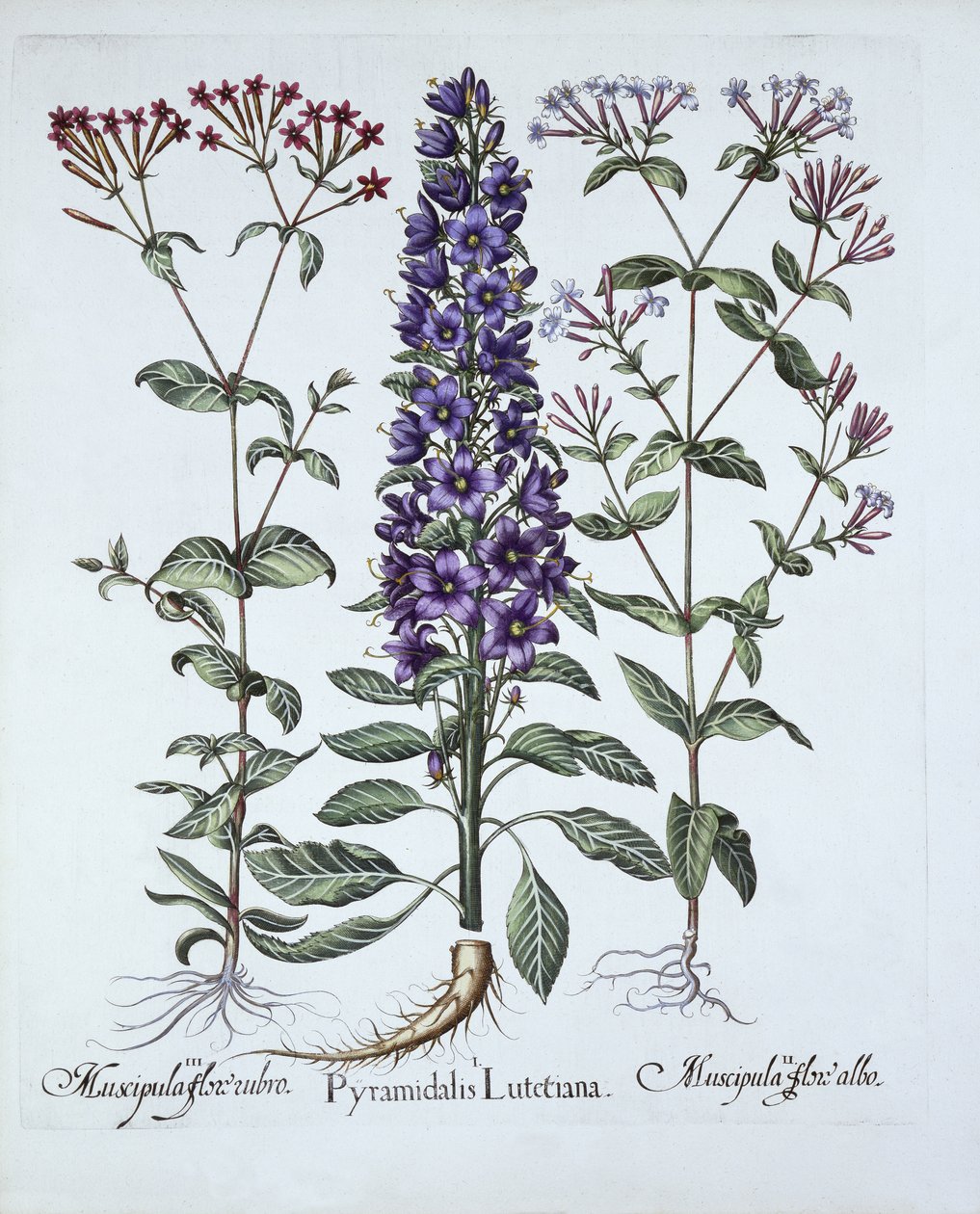 Dzwonek piramidalny, Muscipulas, z Hortus Eystettensis, Basil Besler (1561-1629), wyd. 1613 (grawerowanie ręcznie kolorowane) autorstwa German School