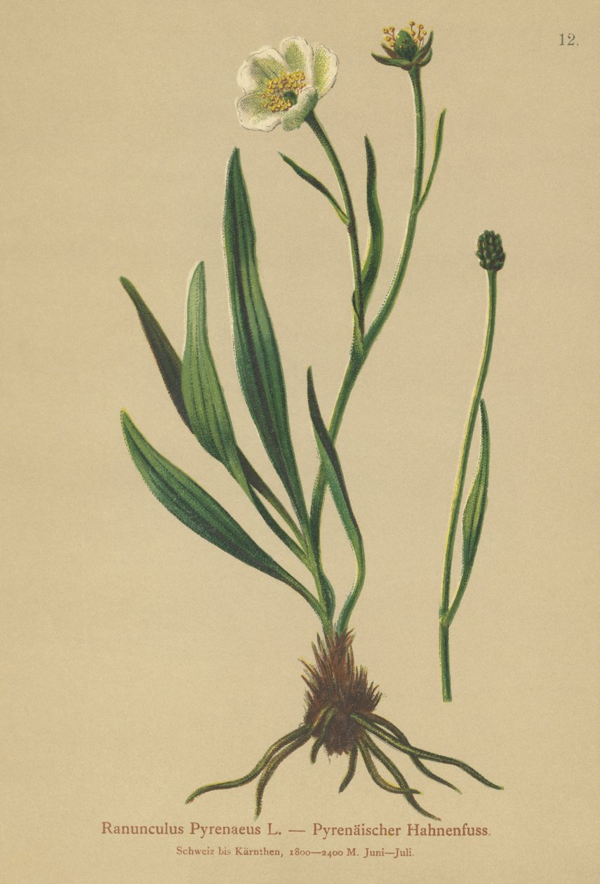 Jaskier pirenejski (Ranunculus Pyrenaeus) autorstwa German School