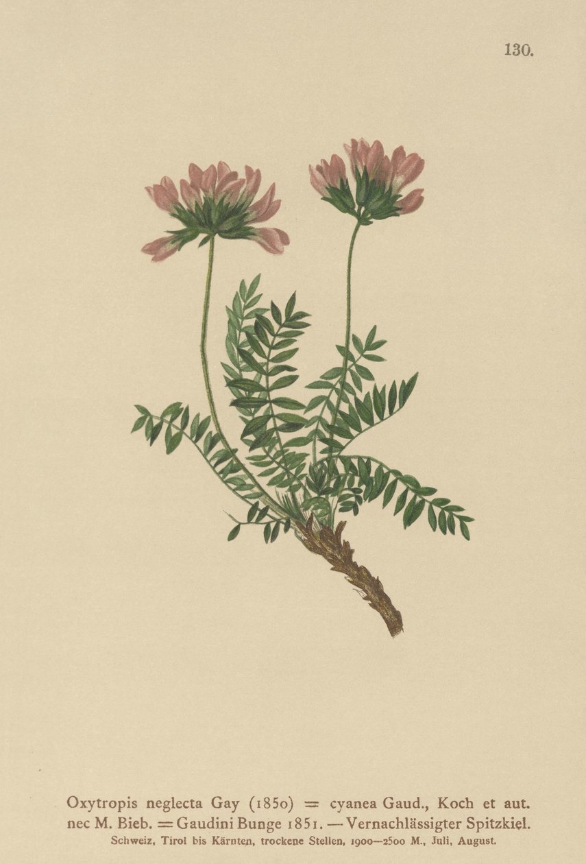Wyka pirenejska (Oxytropis zaniedbania, Oxytropis cyanea, Oxytropis Gaudini, Oxytropis albana, Oxytropis caucasica, Oxytropis pyrenaica, Astragalus pyrenaicus) autorstwa German School