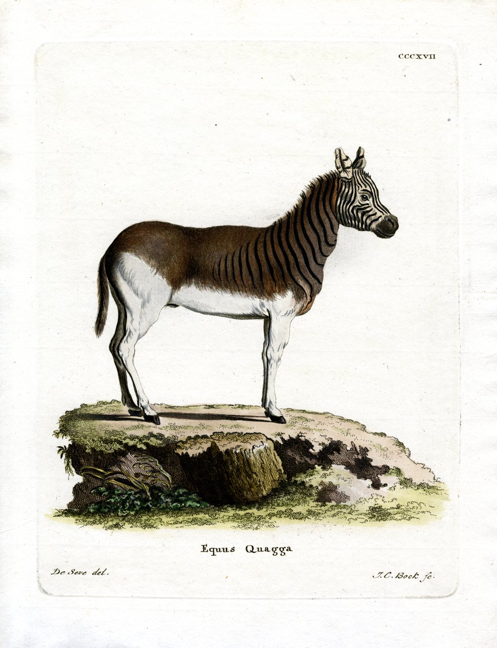 Quagga (kolorowy grawer) autorstwa German School