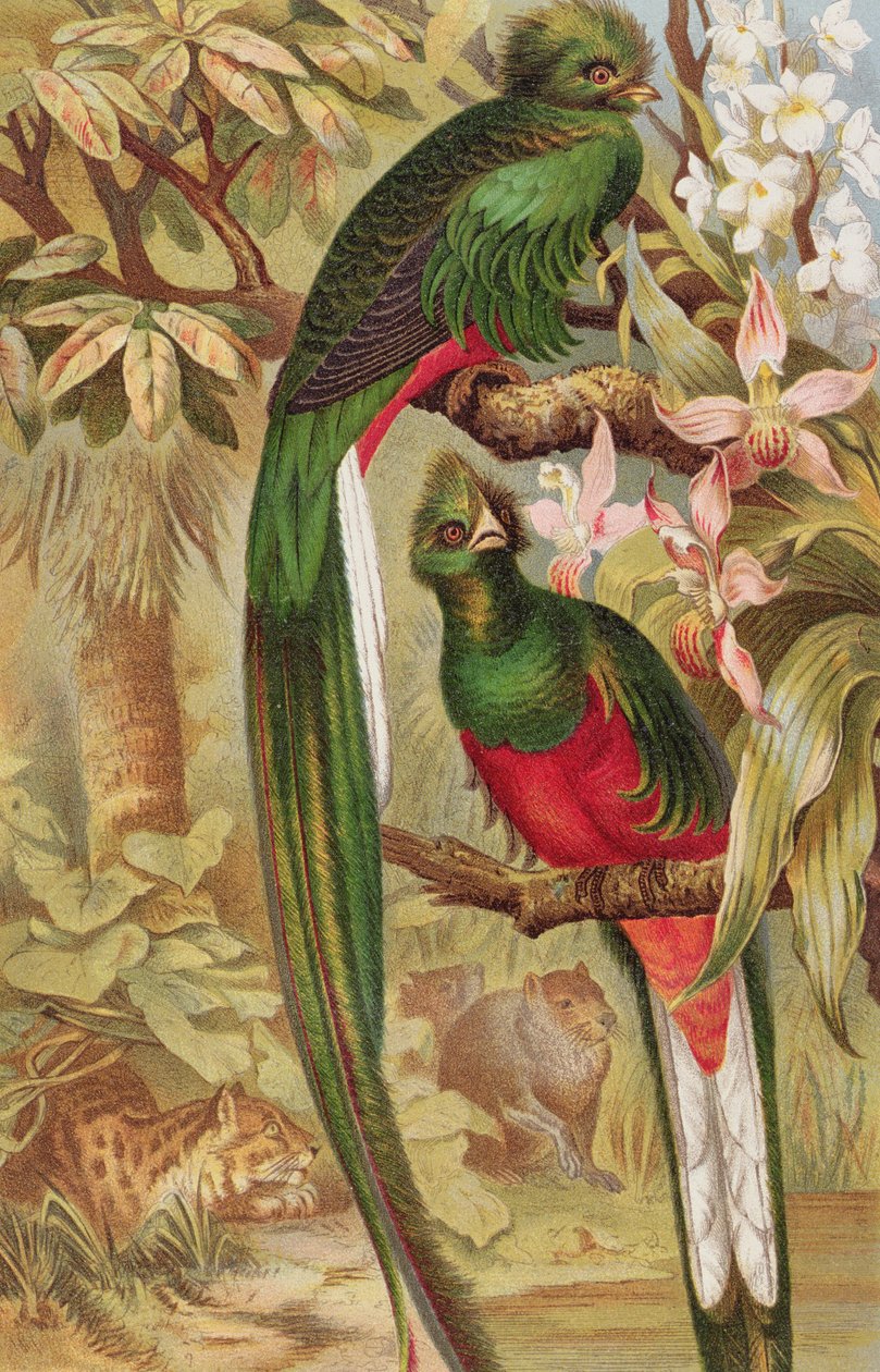 Quetzal, płyta z Brehms Tierleben: Allgemeine Kunde des Tierreichs, vol.5, s.6, wyd. Bibliographisches Institut, 1892 autorstwa German School
