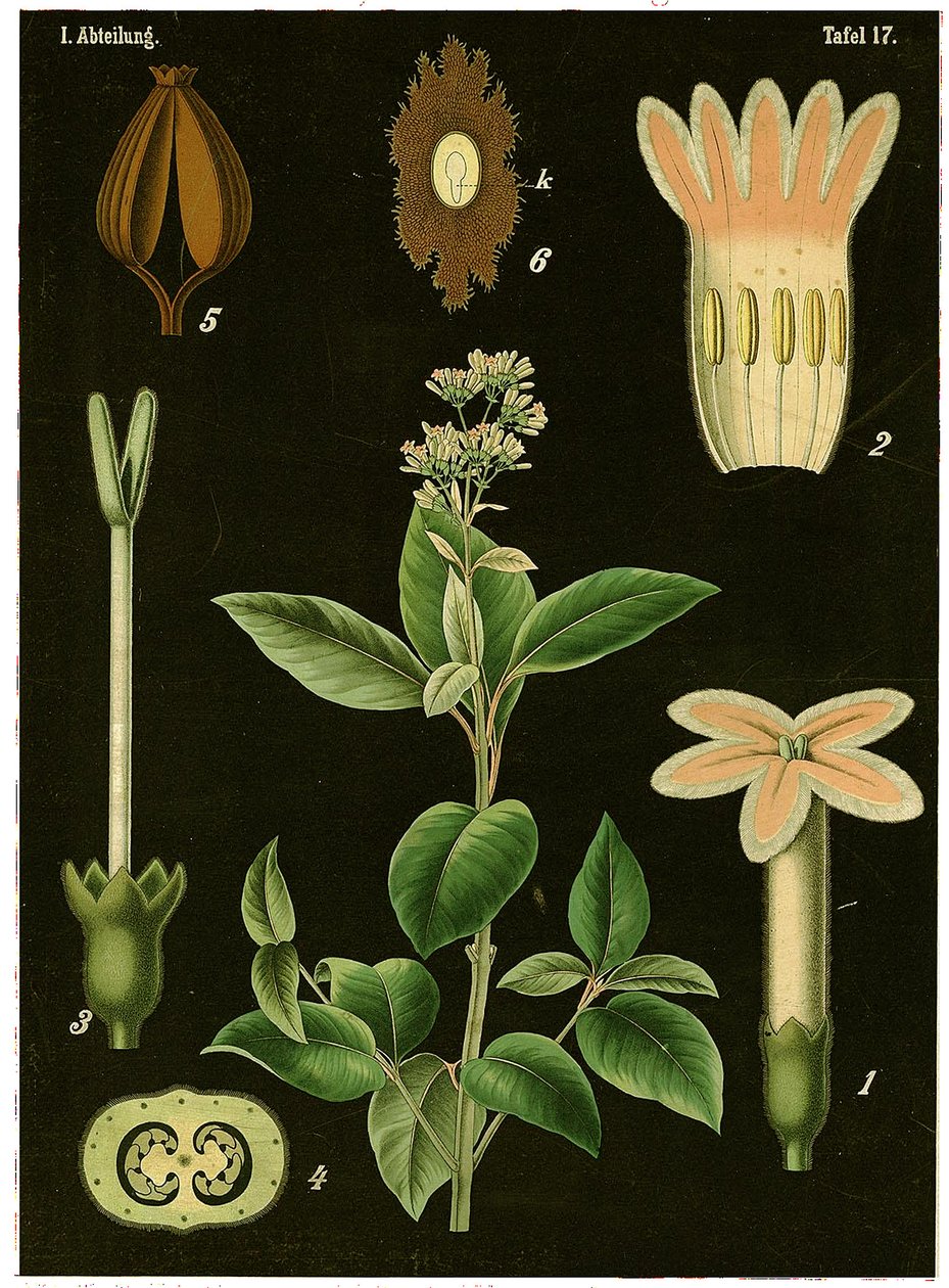 Drzewo Chininowe (Cinchona Calisaya) c.1890 (chromolitografia) autorstwa German School