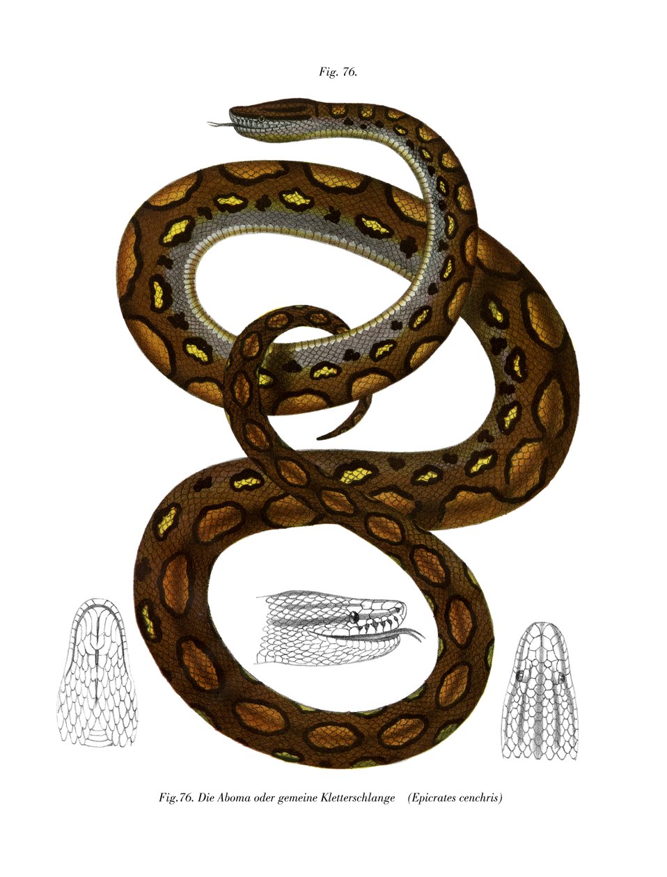 Rainbow Boa (kolor lito) autorstwa German School
