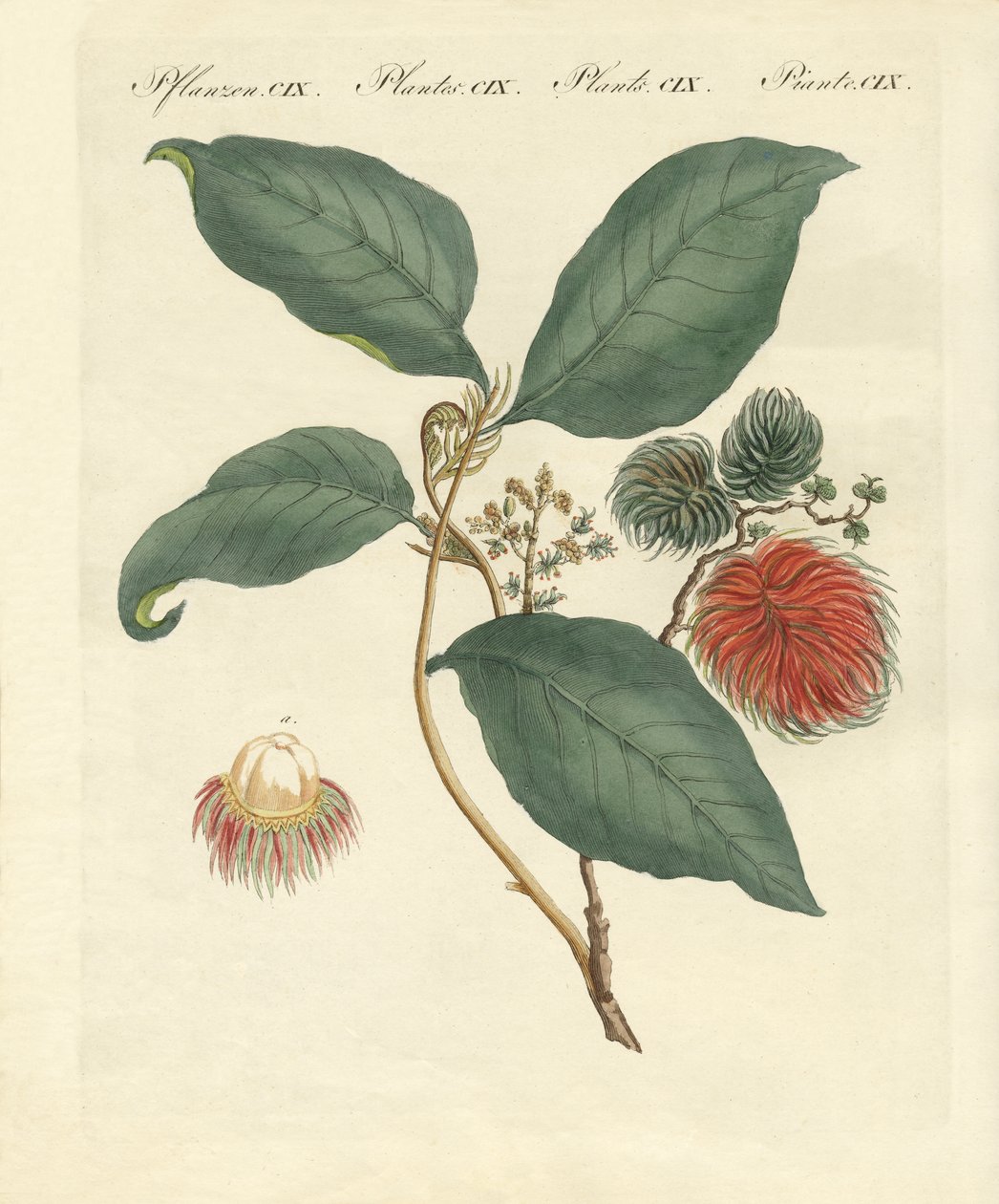 Drzewo Rambutan (kolorowe grawerowanie) autorstwa German School