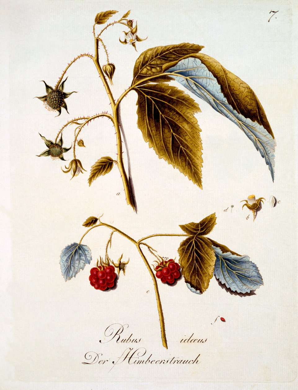 Malina, ilustracja z księgi o dzikich kwiatach niemieckich autorstwa Johanna Daniela von Reittera, wydana ok. 1803-5 autorstwa German School