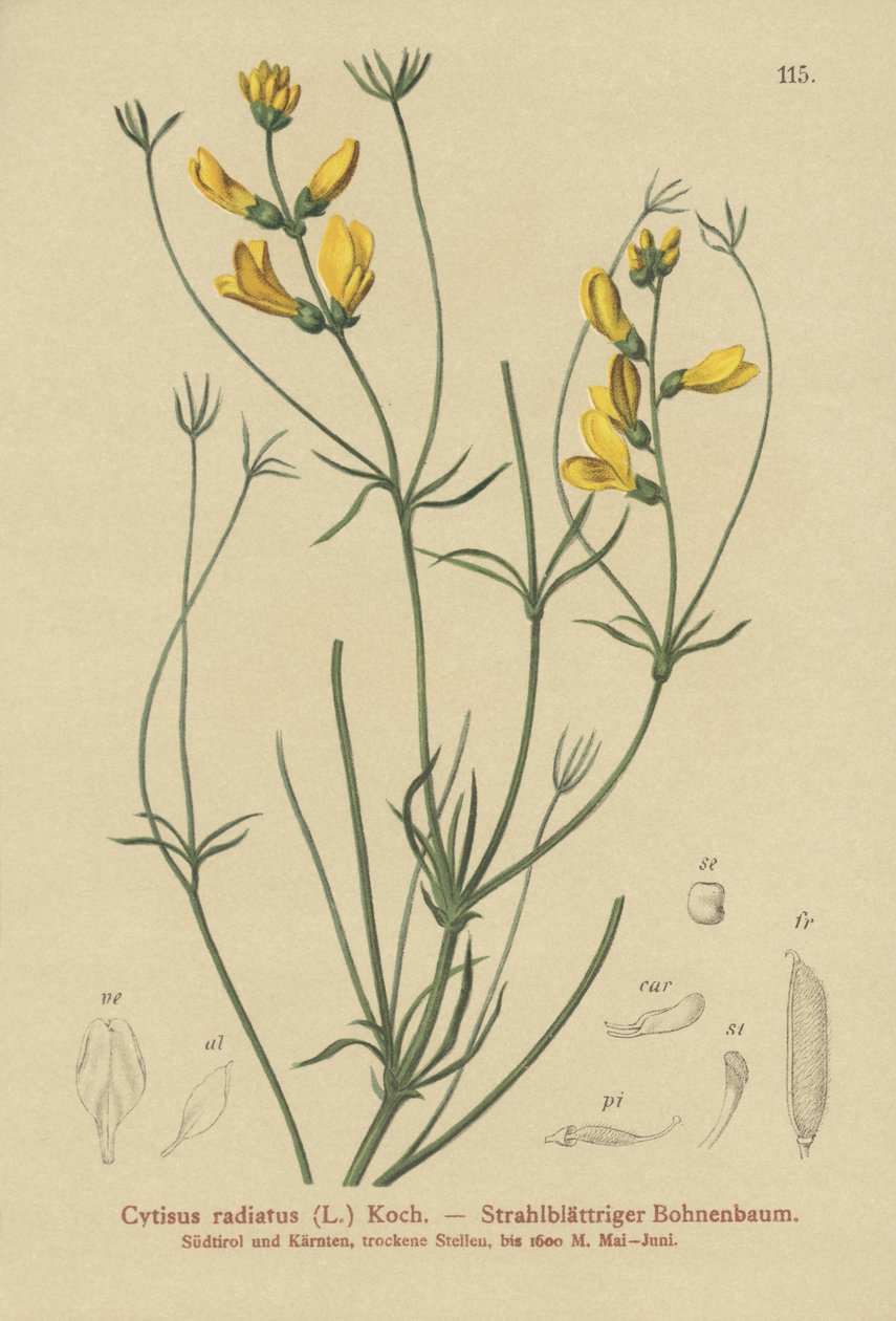 Miotła promienista (Cytisus radiatus, Cytisanthus radiatus, Genista radiata) autorstwa German School