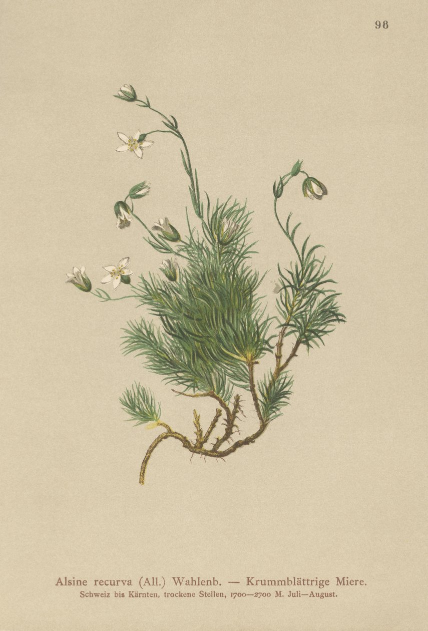 Bodziszek karłowaty (Alsine recurva, Minuartia recurva) autorstwa German School