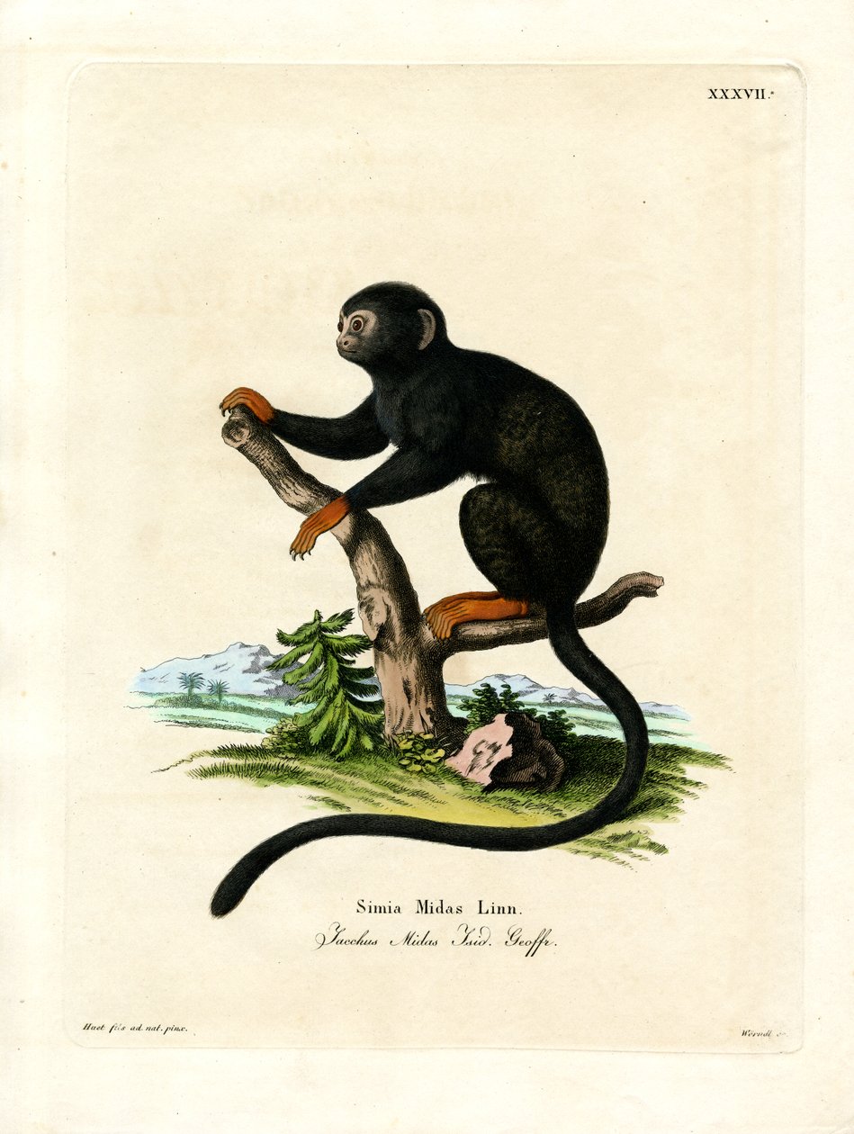 Red-handed Tamarin (kolorowy grawerunek) autorstwa German School