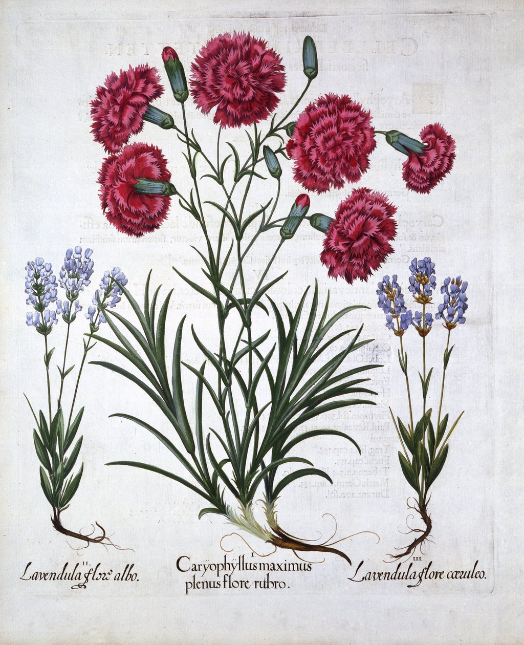 Czerwony goździk i lawenda, z Hortus Eystettensis, Basil Besler (1561-1629), wyd. 1613 (grawerowanie ręcznie kolorowane) autorstwa German School