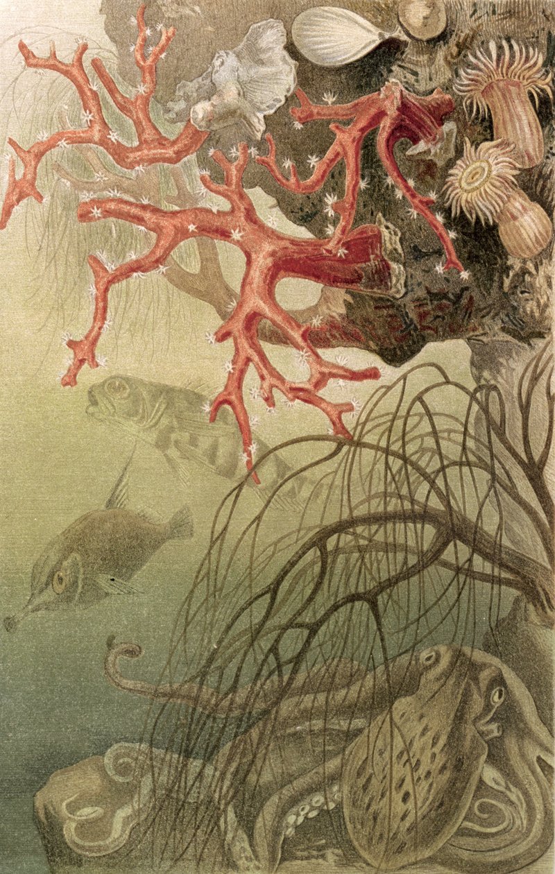 Red Coral, płyta z Brehms Tierleben: Allgemeine Kunde des Tierreichs, vol.10, s.608, wydana przez Bibliographisches Institut, 1893 autorstwa German School