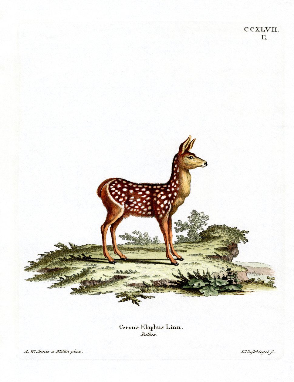 Red Deer Fawn (kolorowy grawerunek) autorstwa German School