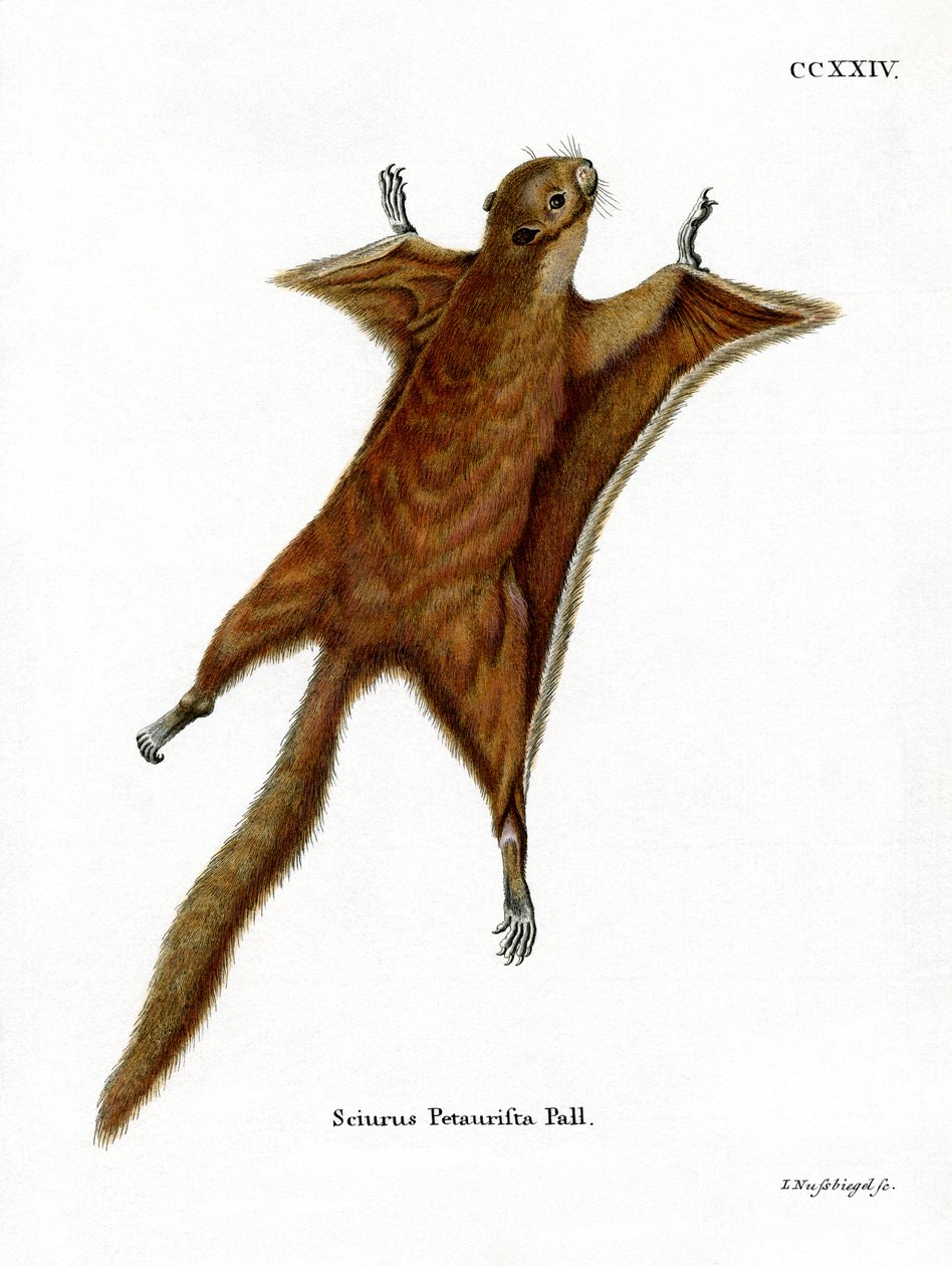 Red Giant Flying Squirrel (kolorowy grawerunek) autorstwa German School