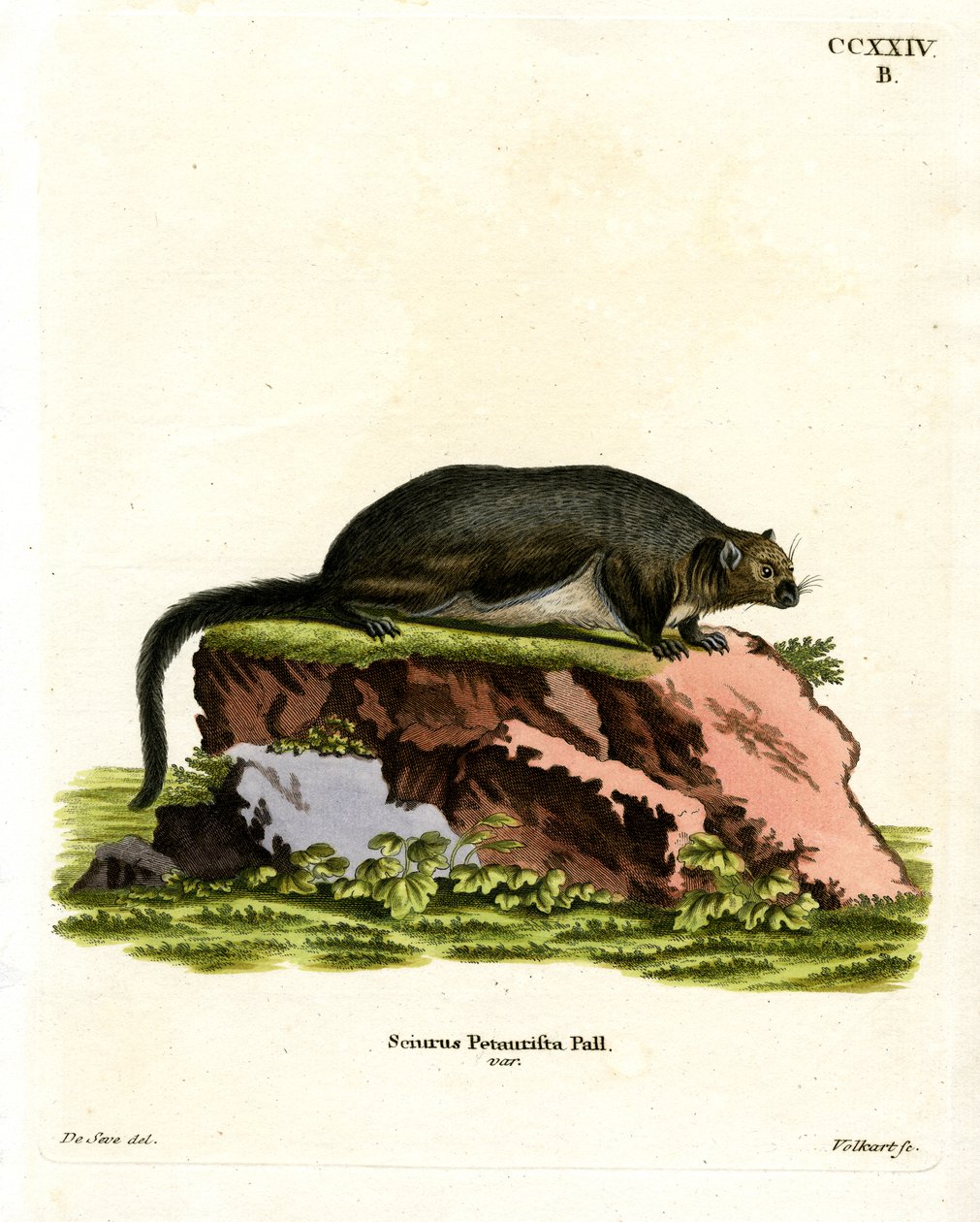 Red Giant Flying Squirrel (kolorowy grawerunek) autorstwa German School