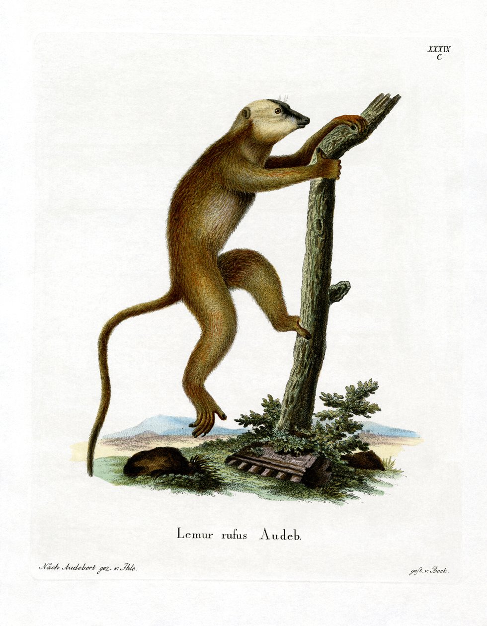 Czerwony Lemur (kolorowy grawer) autorstwa German School