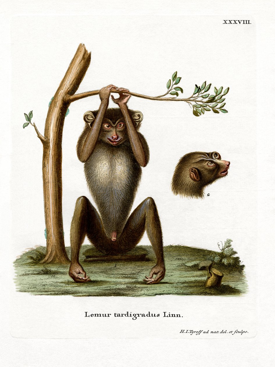 Red Slender Loris (kolorowy grawerunek) autorstwa German School