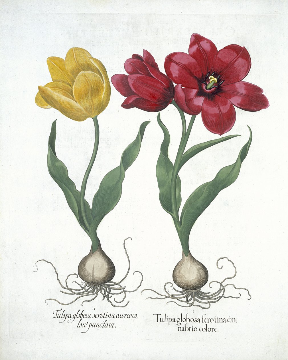Czerwony i żółty tulipan, z Hortus Eystettensis, Basil Besler (1561-1629) wyd. 1613 (ręcznie kolorowane grawerowanie) autorstwa German School