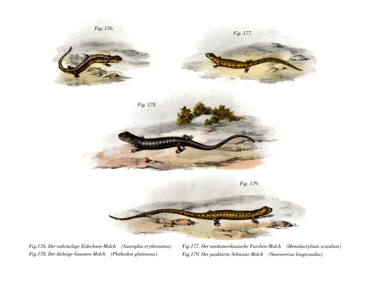 Salamandra czerwonogrzbieta (kolor lito) autorstwa German School