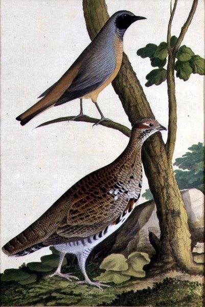 Kopciuszek (Phoenicurus phoenicurus) i Hazel Hen, ok. 1740 (akwarela na papierze) autorstwa German School