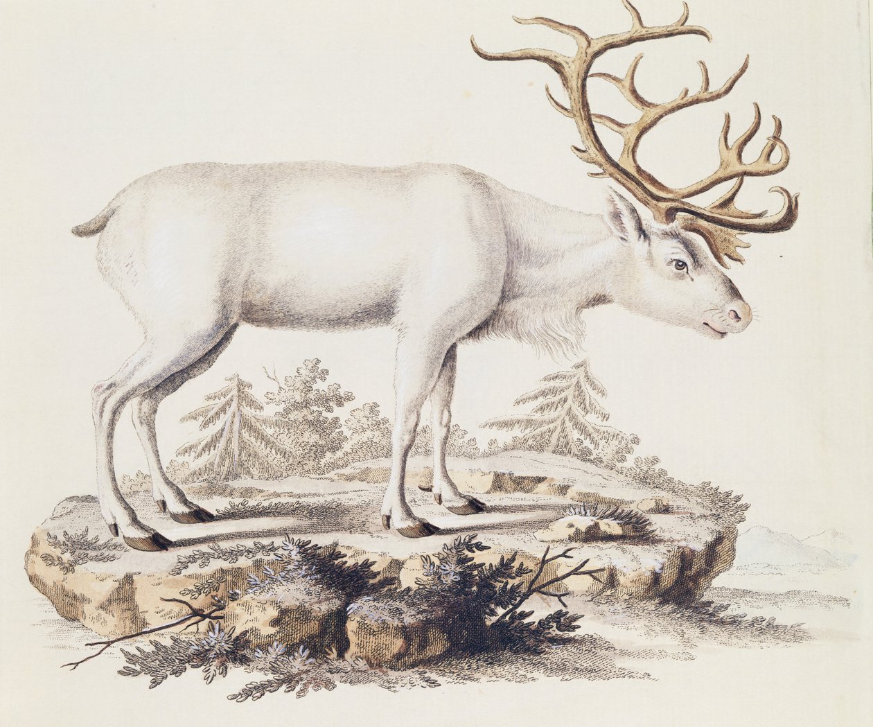 Renifer (Cervus tarandus), z Mammals ilustrowany z natury wraz z opisami, Johann Christian Daniel von Schreber (1739-1810), rycina I Nufsbiegel, tom 5, tablica 248-C, Niemcy autorstwa German School