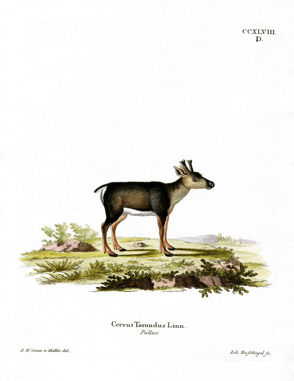 Renifer Fawn (kolorowy grawerunek) autorstwa German School