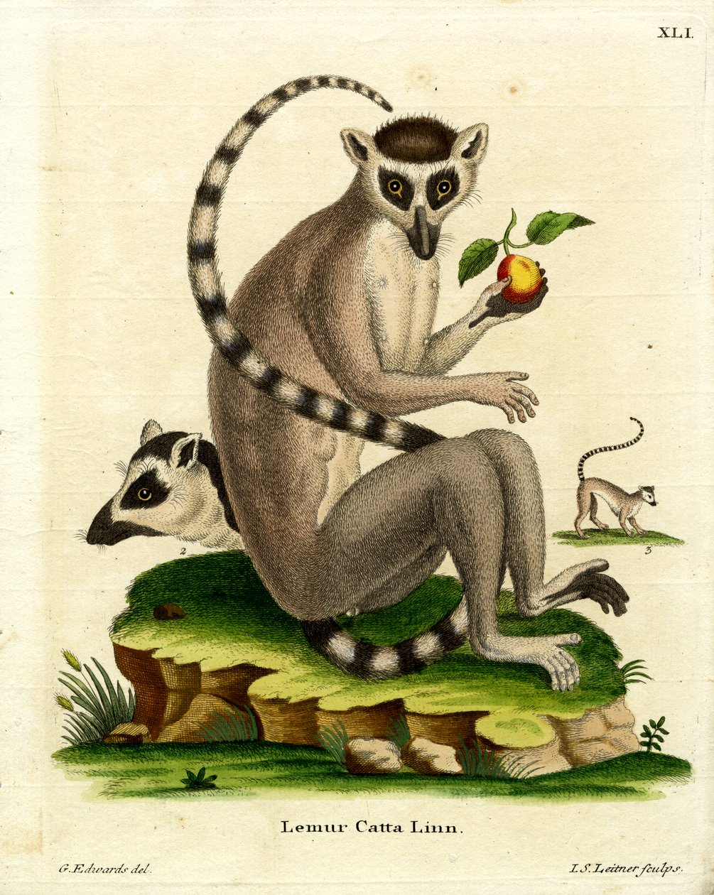 Lemur katta (kolorowy grawerunek) autorstwa German School
