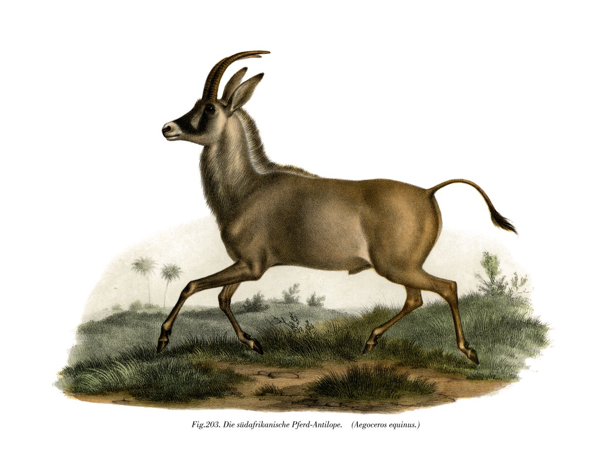 Antylopa Dereszowata, 1860 autorstwa German School