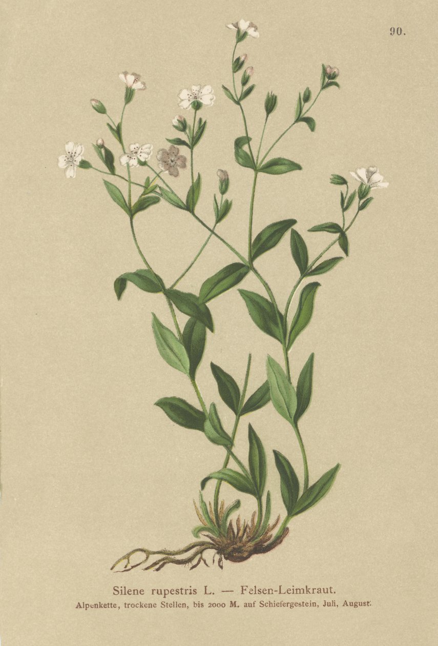 Rock Campion (Silene rupestris) autorstwa German School