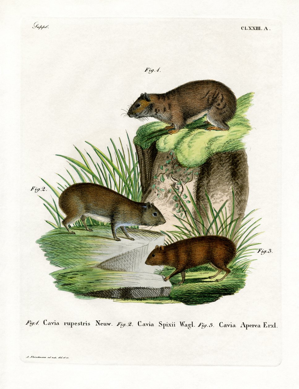 Rock Cavy (kolorowy grawerunek) autorstwa German School