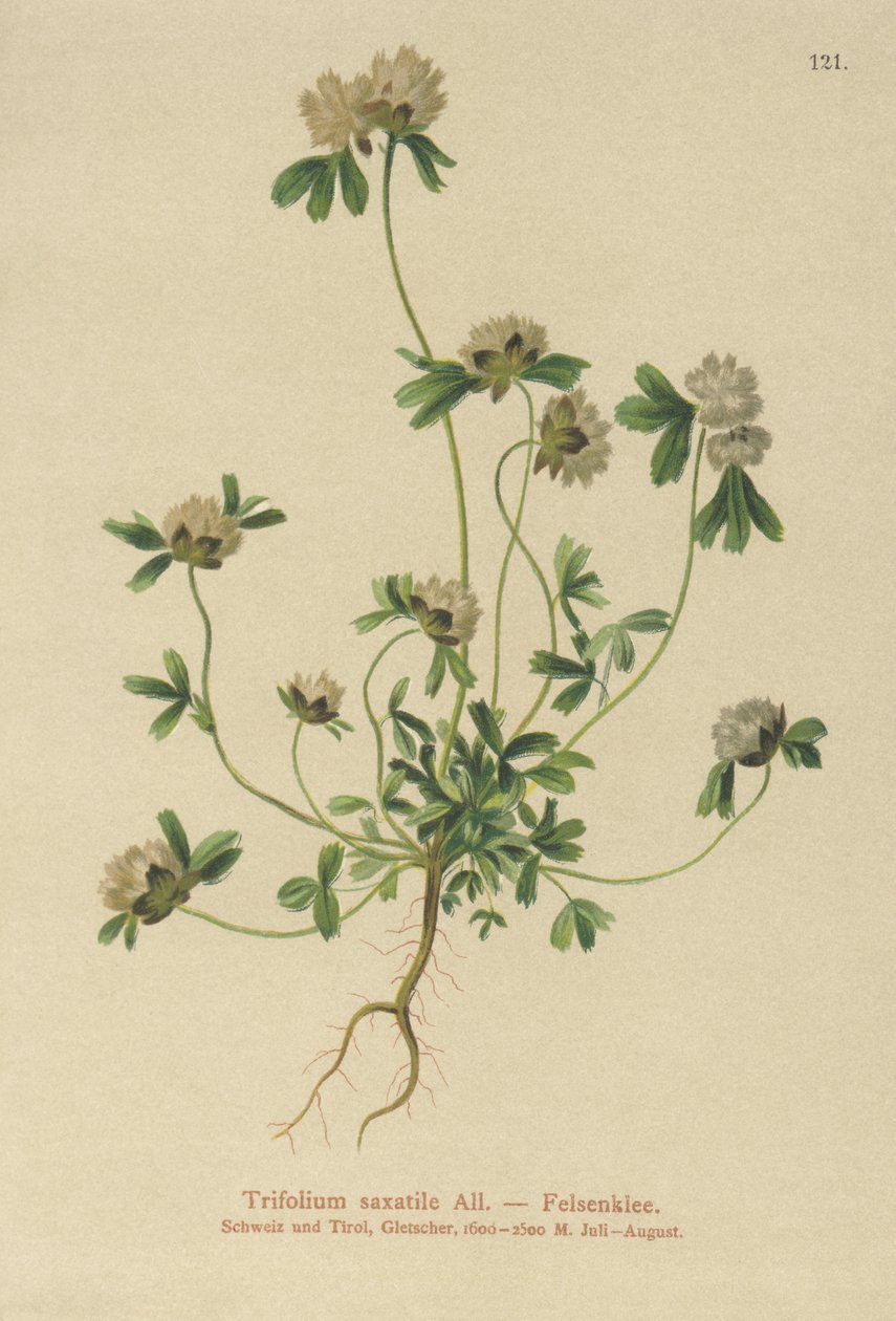 Koniczyna skalna (Trifolium saxatile) autorstwa German School