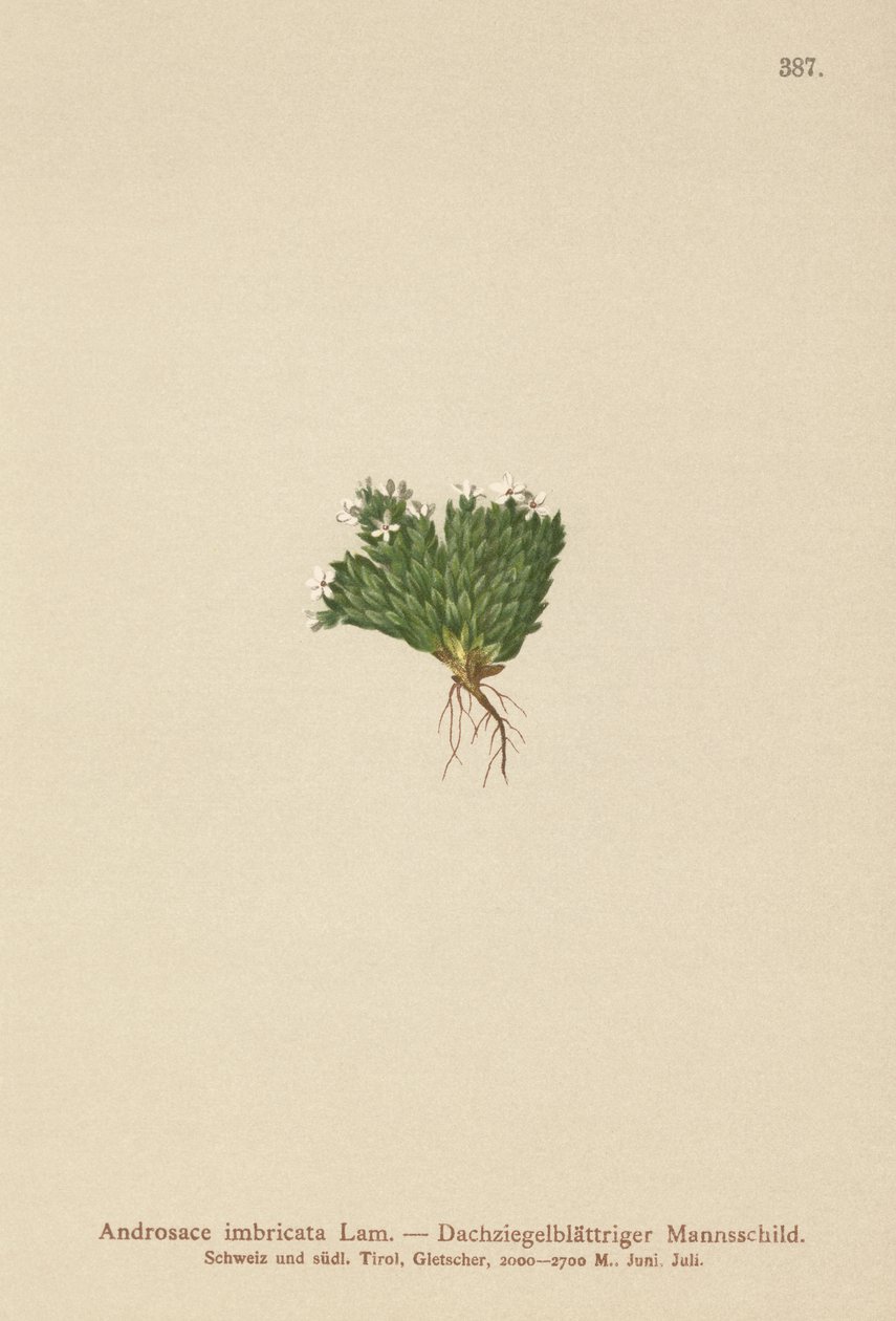 Jaśmin skalny (Androsace imbricata, Aretia imbricata) autorstwa German School