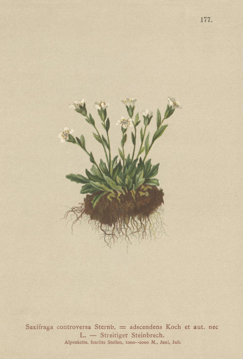 Saxifrage skalna (Saxifraga controversa, Saxifraga adscendens) autorstwa German School